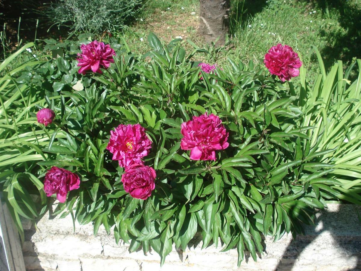 קרניצה Apartment Tijano מראה חיצוני תמונה