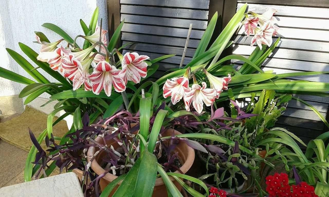 קרניצה Apartment Tijano מראה חיצוני תמונה
